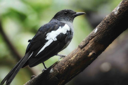 白肩黑鸟 · 免费素材图片