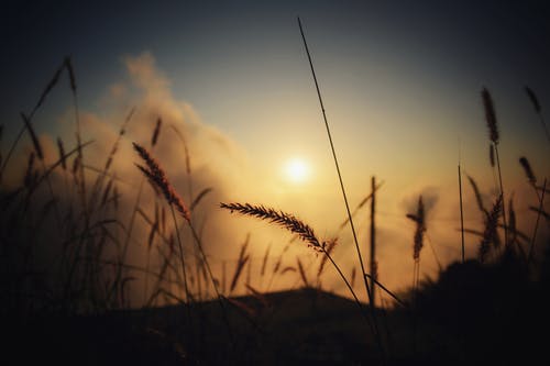 草在黄昏的剪影 · 免费素材图片