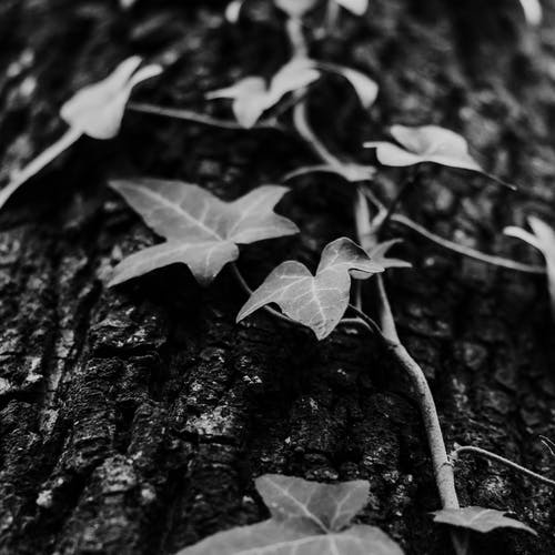 魔鬼的常春藤植物的灰度照片 · 免费素材图片