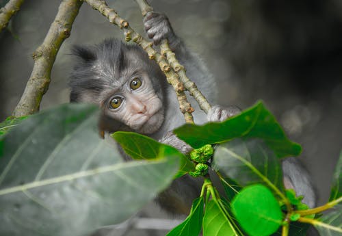 抱着灰色的树枝上的灰猴子 · 免费素材图片