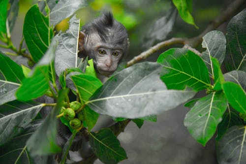 黑灵长类动物寻找背后绿叶树 · 免费素材图片