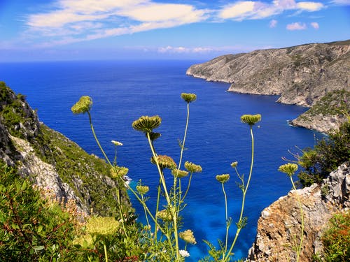 黄菊花俯瞰山的海景 · 免费素材图片