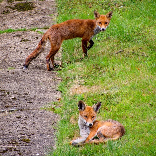 有关狐狸, 紅狐, 都市狐狸的免费素材图片