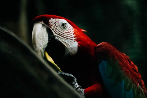 猩红金刚鹦鹉的选择性聚焦摄影 · 免费素材图片