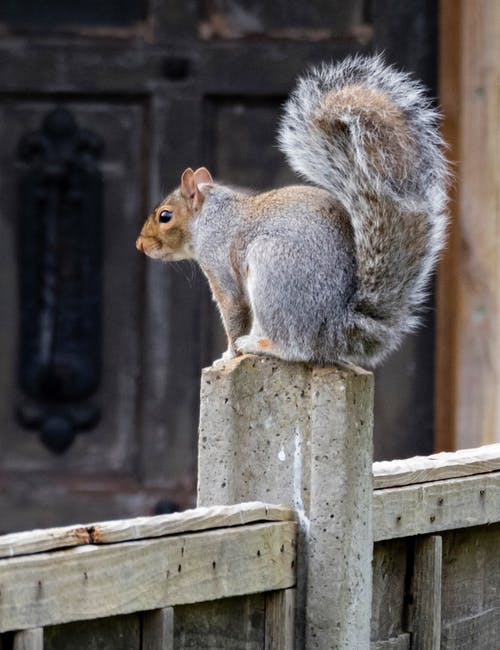 有关松鼠, 灰松鼠的免费素材图片