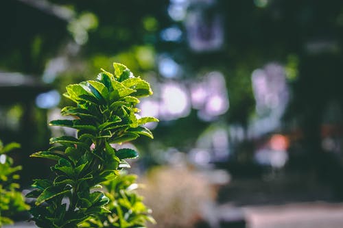 植物的特写摄影 · 免费素材图片