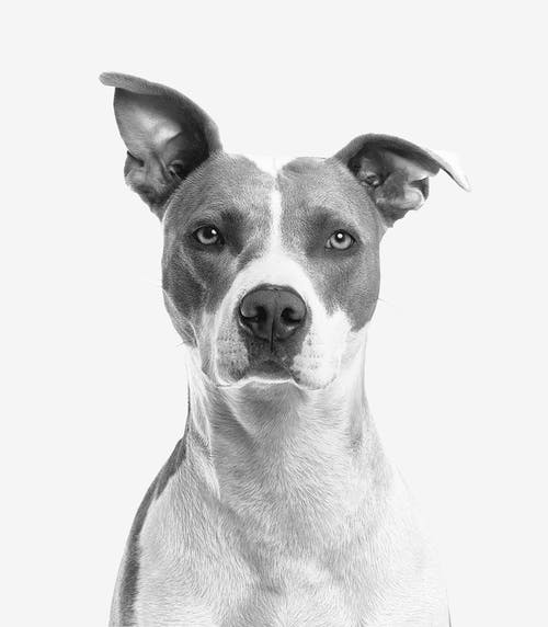 短涂白色和灰色狗的特写照片 · 免费素材图片