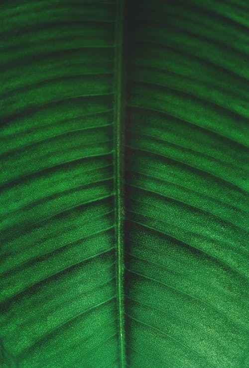 绿叶和黑叶照片 · 免费素材图片