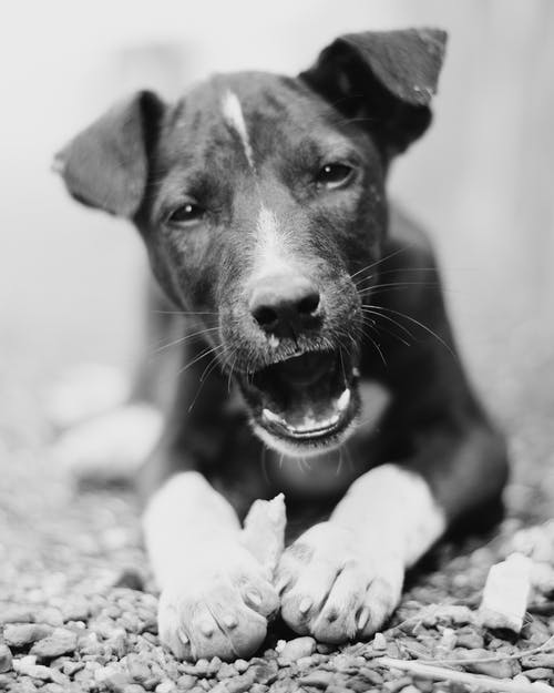一只狗的单色摄影 · 免费素材图片
