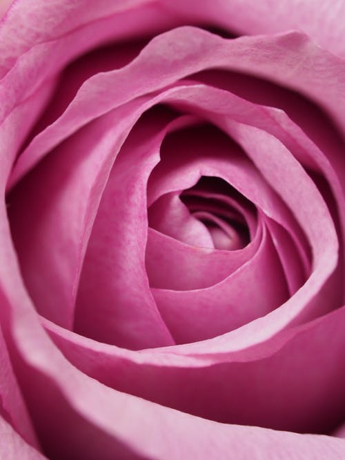 粉红玫瑰花朵的特写摄影 · 免费素材图片