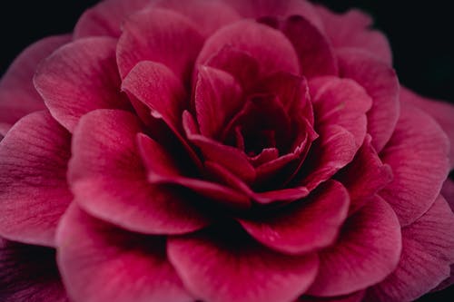 红色花的特写摄影 · 免费素材图片