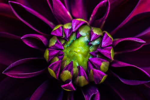 紫色大丽花花的微距摄影 · 免费素材图片