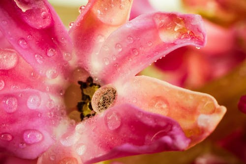 粉红色的花的特写摄影 · 免费素材图片