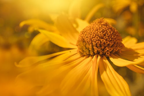 黄色雏菊的浅焦点摄影 · 免费素材图片