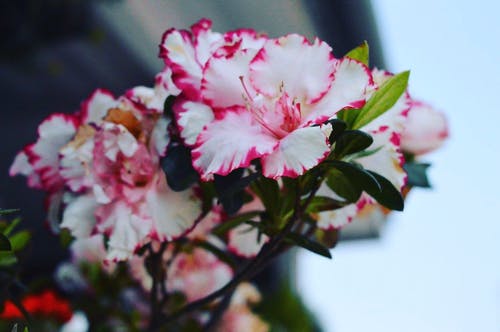 白色和粉红色的芙蓉花 · 免费素材图片