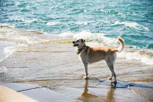 狗在海边的照片 · 免费素材图片