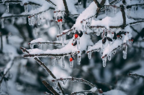树枝上的冰 · 免费素材图片