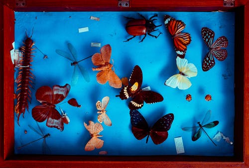 五彩的蝴蝶动物标本剥制术 · 免费素材图片