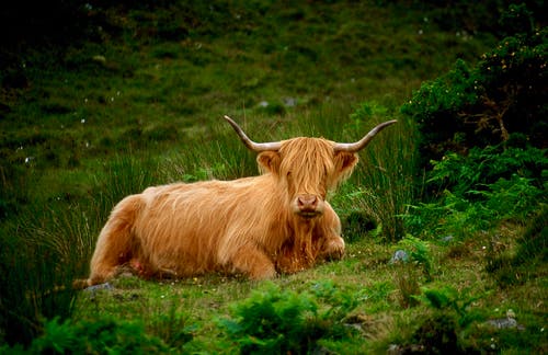 布朗野牛在草地上 · 免费素材图片