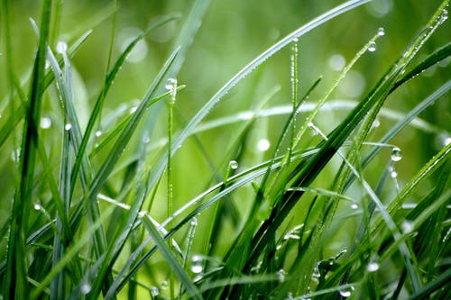 草地上的液滴的宏观摄影 · 免费素材图片