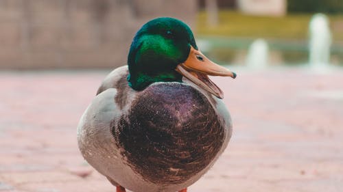 绿色和灰色野鸭鸭 · 免费素材图片