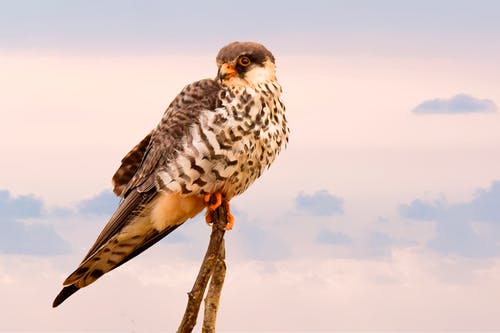 布朗短峰鸟栖息在棕色树枝上 · 免费素材图片