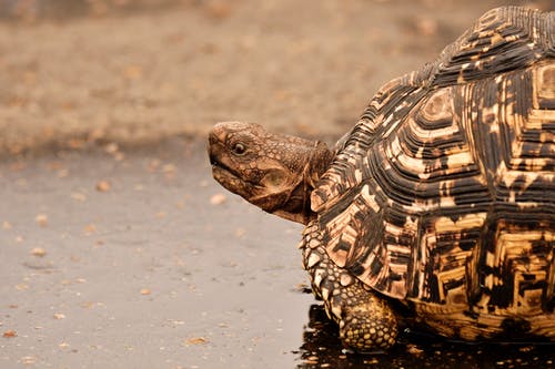 湿表面上的棕色乌龟 · 免费素材图片