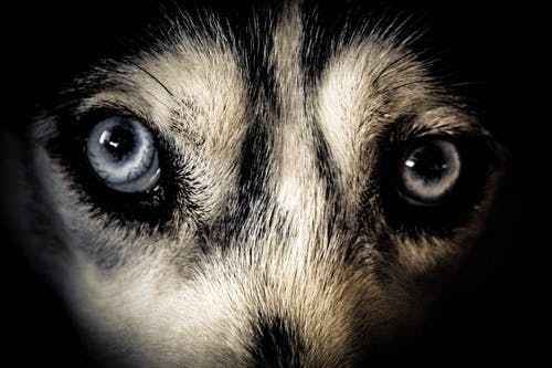 特写白色和黑色短毛动物的照片 · 免费素材图片