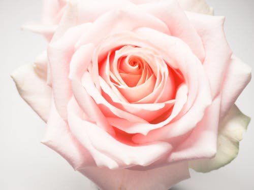 淡粉色玫瑰微距摄影 · 免费素材图片