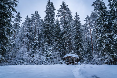 雪覆盖的绿树 · 免费素材图片
