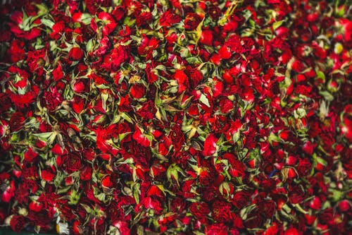 红花瓣花 · 免费素材图片