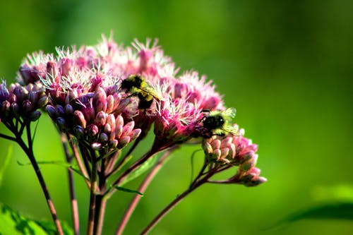 木匠蜜蜂栖息在粉红色的花 · 免费素材图片