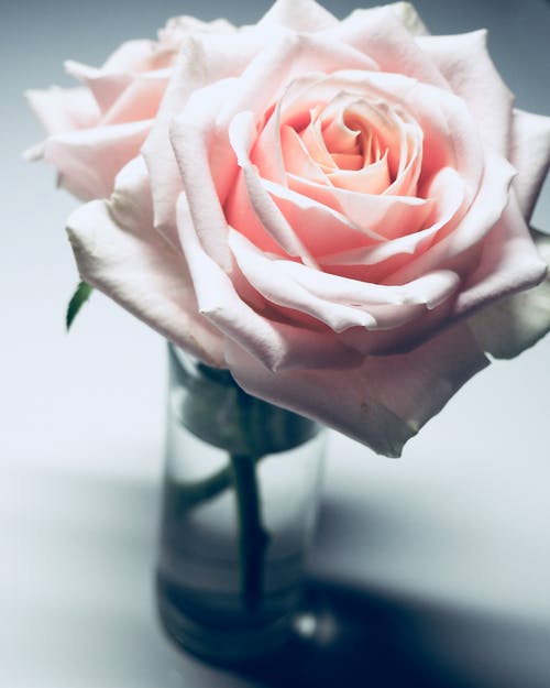透明玻璃花瓶中的粉红色玫瑰花朵的特写摄影 · 免费素材图片