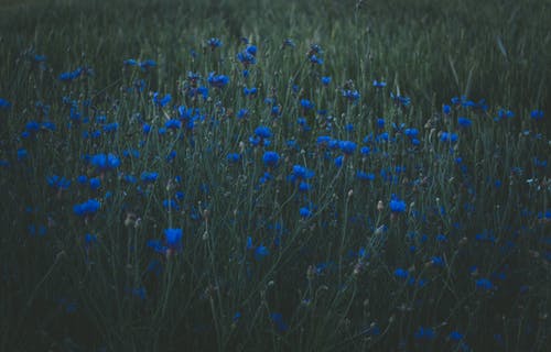 蓝色花瓣的照片 · 免费素材图片