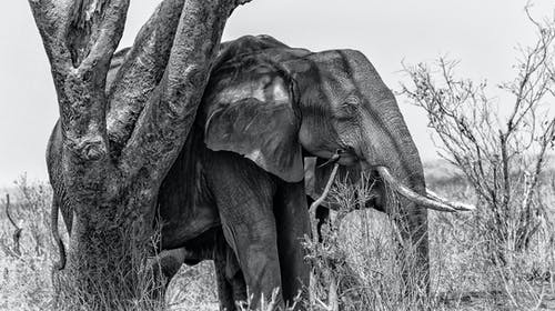 大象的灰度照片 · 免费素材图片
