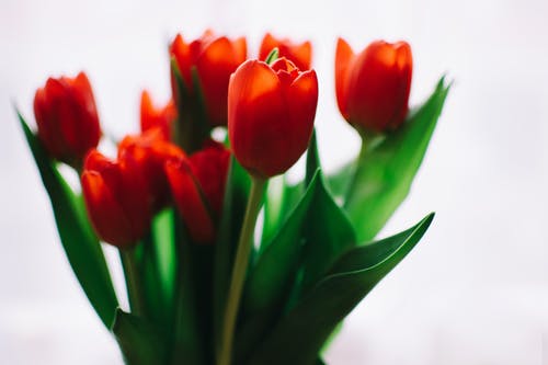 橙色郁金香的照片 · 免费素材图片