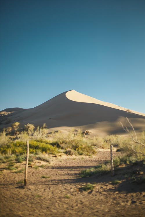 绿草穿过沙漠在阳光明媚的蓝天下 · 免费素材图片