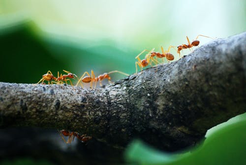 五只橙色蚂蚁的宏观照片 · 免费素材图片