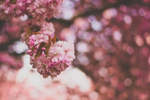 粉色和白色的花瓣花朵的选择性聚焦摄影 · 免费素材图片