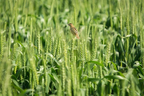 在绿色小麦上的棕色鸟 · 免费素材图片
