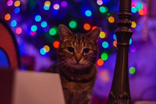 棕色虎斑猫盯着相机 · 免费素材图片