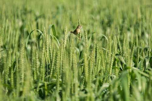 棕色食鸟鸟 · 免费素材图片