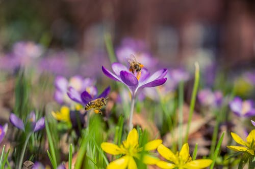 紫色和白色藏红花番红花花的选择性摄影 · 免费素材图片
