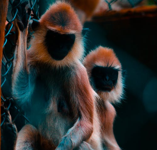 两只黑棕猴子照片 · 免费素材图片