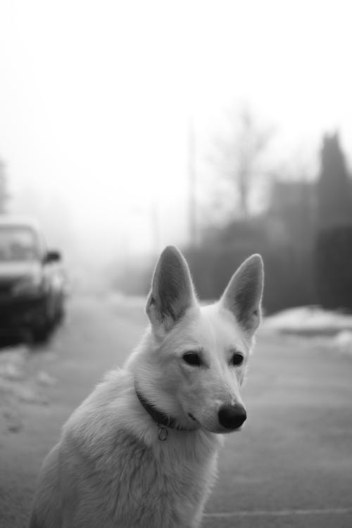 路上的白狗 · 免费素材图片