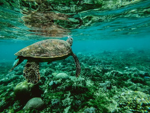 水下的乌龟的照片 · 免费素材图片