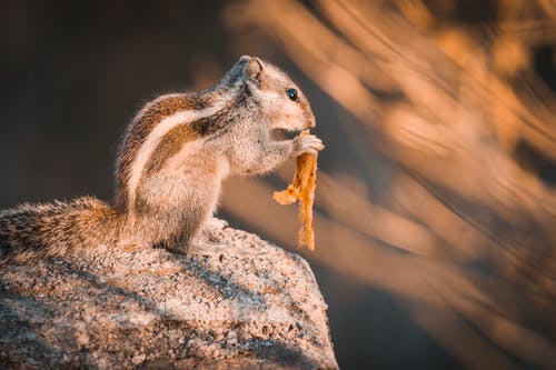 松鼠在岩石选择性聚焦摄影 · 免费素材图片