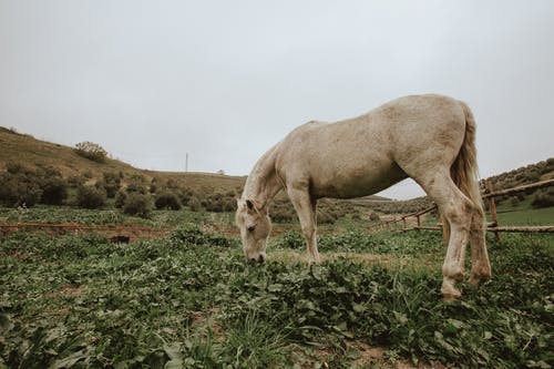 吃草在绿草领域的白马照片。. · 免费素材图片