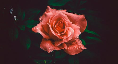 在特写摄影中的红玫瑰花 · 免费素材图片