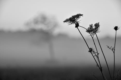 枯萎的花朵的灰度照片 · 免费素材图片